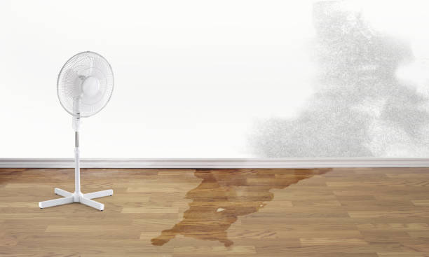 Best Water damage mitigation services  in Girard, IL