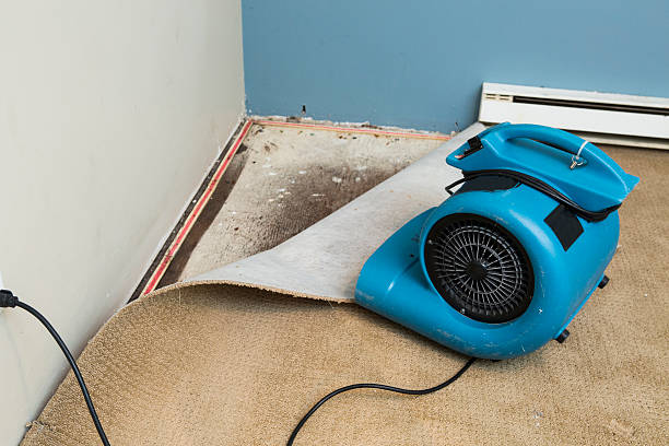 Best Local water damage restoration  in Girard, IL